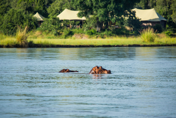 Tembo Plains Camp: Nilpferde im Fluss