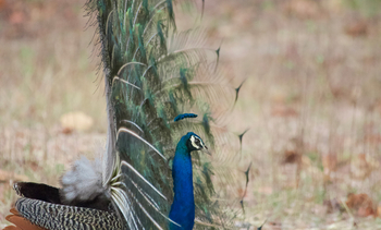 The Oberoi Vindhyavilas Wildlife Resort: Pfau