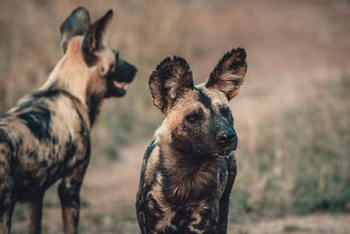 Thornybush Game Lodge: Wildhunde