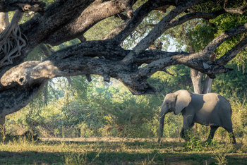 Time + Tide South Luangwa: Elefant