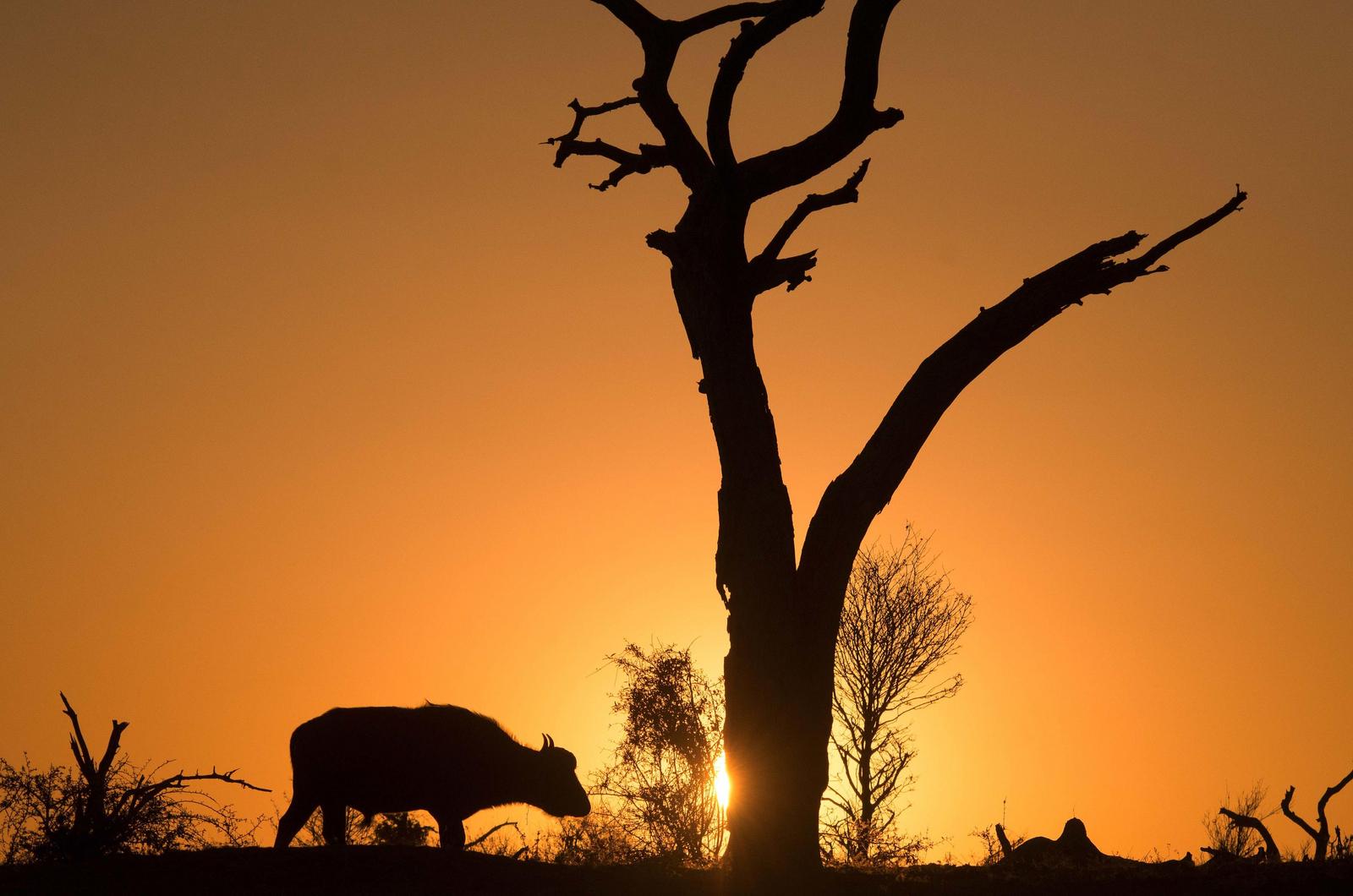 Tlouwana Camp Tlouwana Camp: Kudu