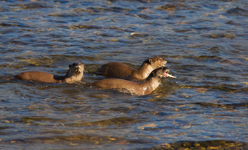 Vanghat: Smooth-coated Otter