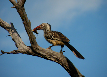 Victoria Falls River Lodge Victoria Falls River Lodge: Rotschnabeltoko mit Insekt