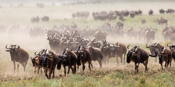 Wilderness Usawa Serengeti Camp: Gnuherde