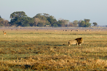 Busanga Bush Camp: Löwe vor dem Camp