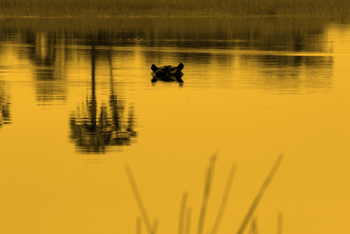 Chief's Island: Hippo im Sonnenuntergang