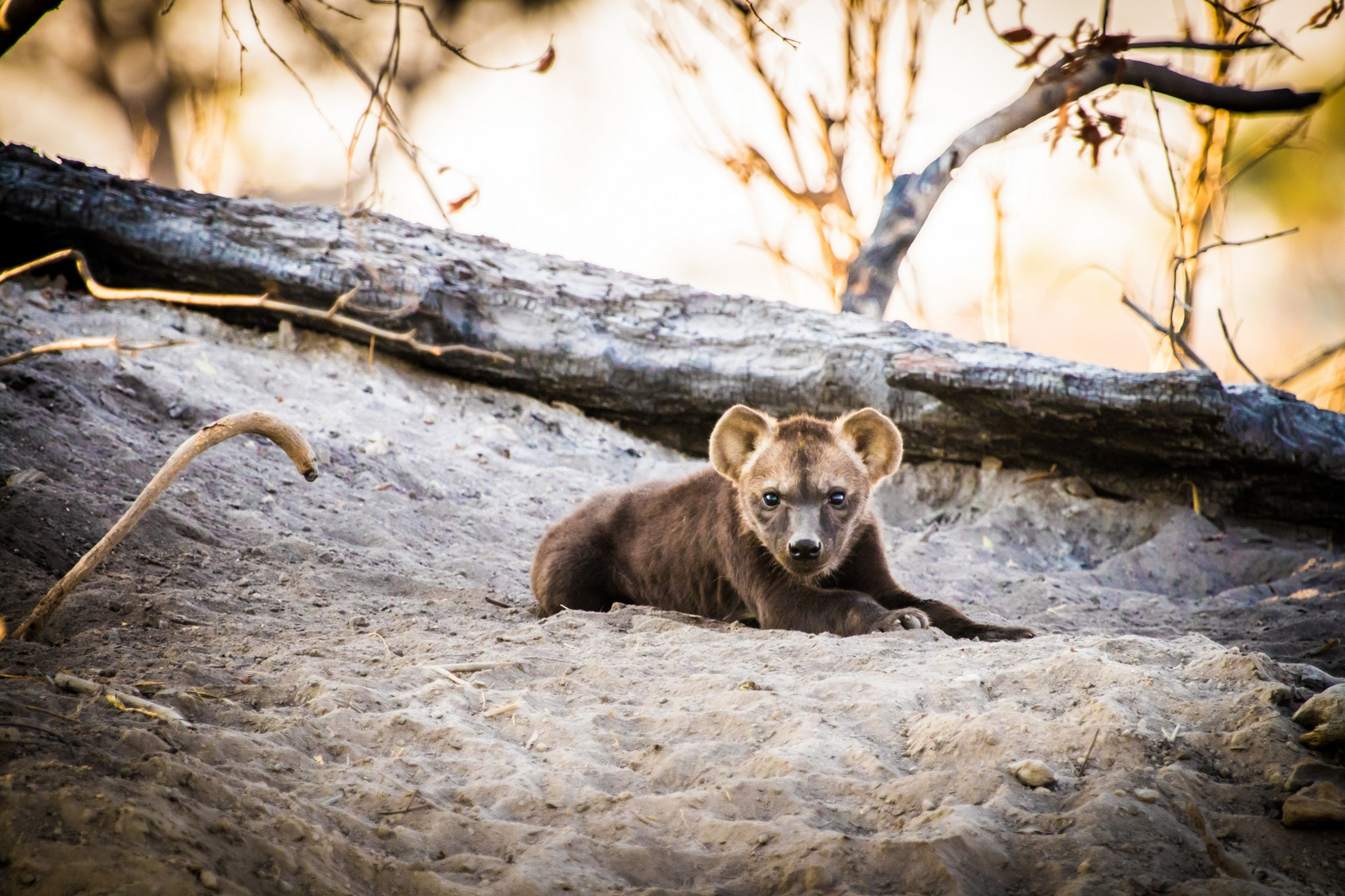 Chief's Island Chief's Island: Hyänenwelpe