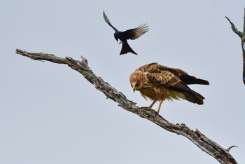 Chilo Ivory Trail Adventure: Long-legged Buzzard und Fort-tailed Drongo