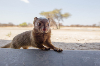 Dinaka Lodge: Manguste