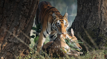 Flame of the Forest Safari Lodge: Tiger mit Axishirsch