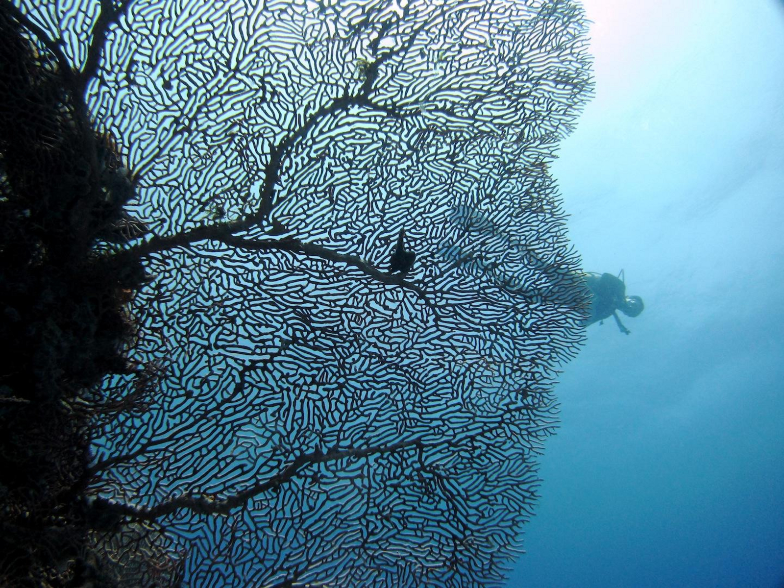 Fundu Lagoon Fundu Lagoon: Tauchen