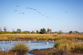 Gomoti Plains Camp: Tiere und Landschaft