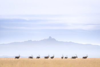 Governors' Mugie: Beisa-Oryx vor Mount Kenya