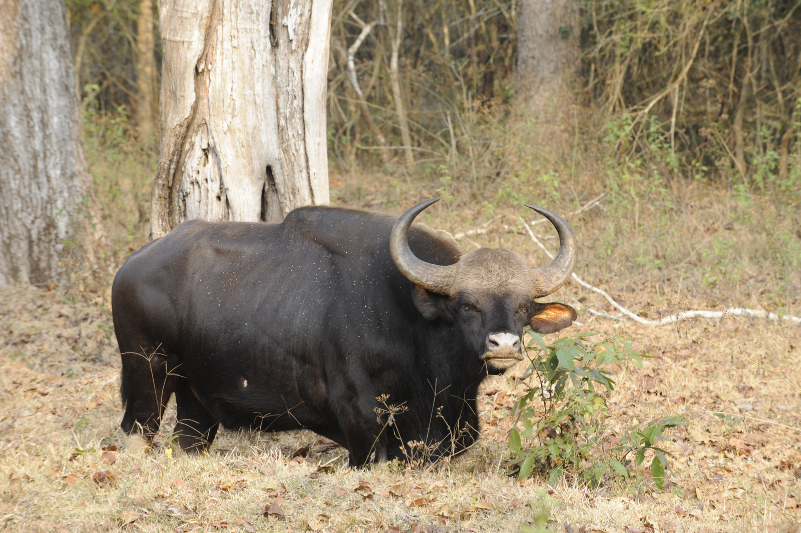 Nagarhole National Park Nagarhole National Park: Gaur-Bulle
