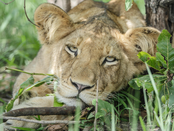 Ila Safari Lodge Ila Safari Lodge: Junger Löwe im Baum