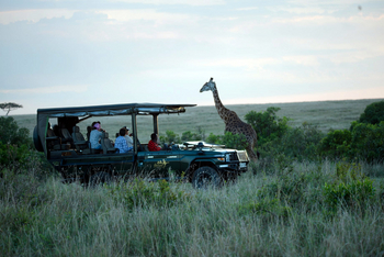Ilkeliani Camp: Giraffe