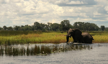 Island Safari Lodge: Elefant im Wasser
