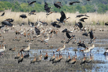 Kubu Lodge: White-fced Whistling Ducks