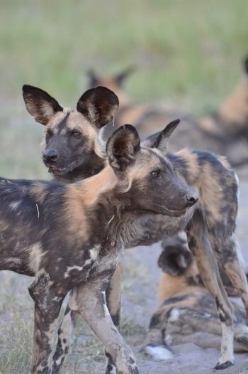 Kwapa Camp: Wildhunde