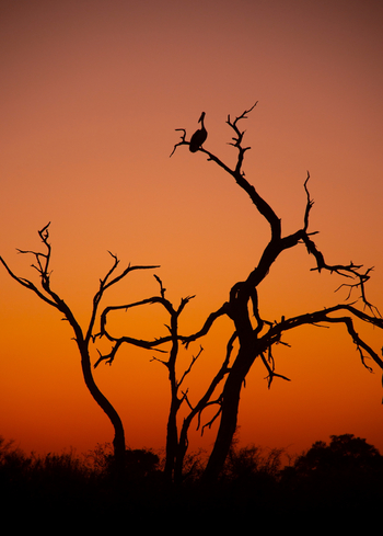 Lebala Camp Lebala Camp: Pelikan im Abendrot