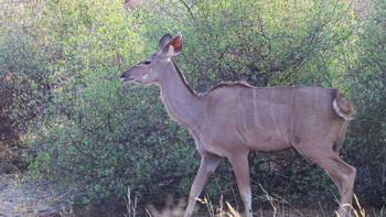 Lianshulu Lodge Lianshulu Lodge: Kudu
