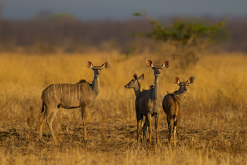 Luambe Camp: Kudu - Disruptive Markings