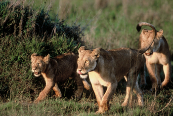 Mara River Post Mara River Post: Löwengruppe