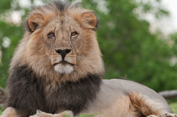 Mashatu Game Reserve: Ruhender Löwe