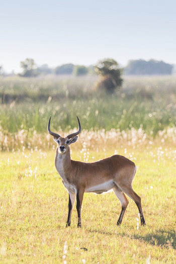Moanachira Flood Plains: Letschwe