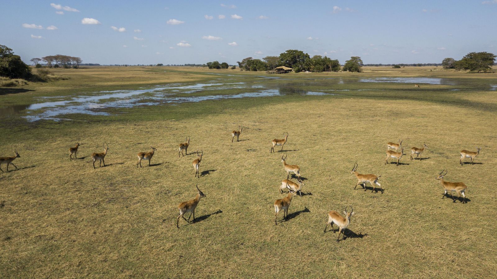 Mukambi Busanga Plains Camp Mukambi Busanga Plains Camp: Rote Moorantilopen