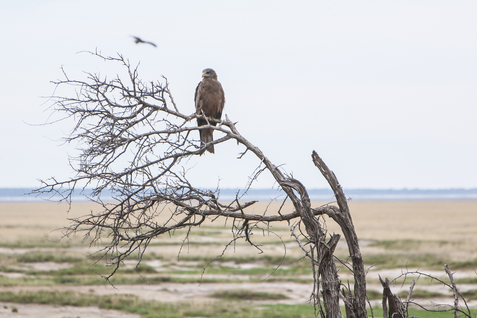 Mushara Game Drive Mushara Game Drive: Yellow-billed Kite