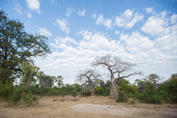 Mvuu Lodge: Walking Safari