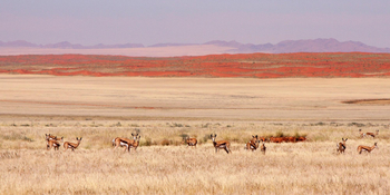 Namtib Desert Lodge: Springböcke vor neidrigen Dünen