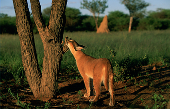 Okonjima Plains Camp: Karakal