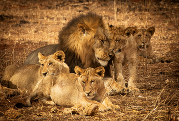 Olkeri Camp: Löwenfamilie