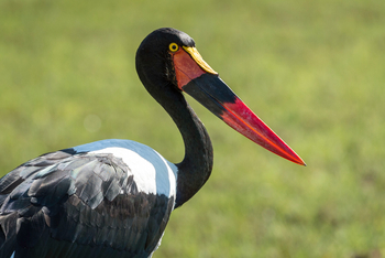 Pelo Camp: Sattelstorch