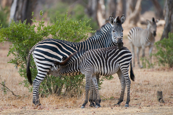 Ruckomechi Camp: Zebra Familie
