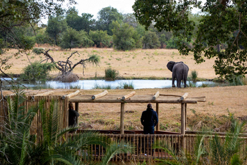Sabi Sabi Bush Lodge: Gäste auf Aussichtsdeck mit Elefant