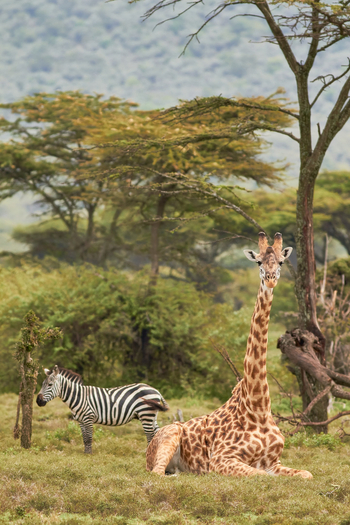 Saruni Mara Camp: Giraffe und Zebra