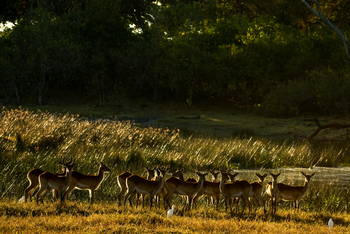 Selinda Explorers Camp Selinda Explorers Camp: Tierherde