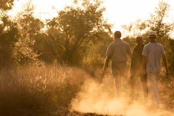 Singita Sweni Lodge: Drei Gäste auf Buschwanderung im goldenen Morgenlicht