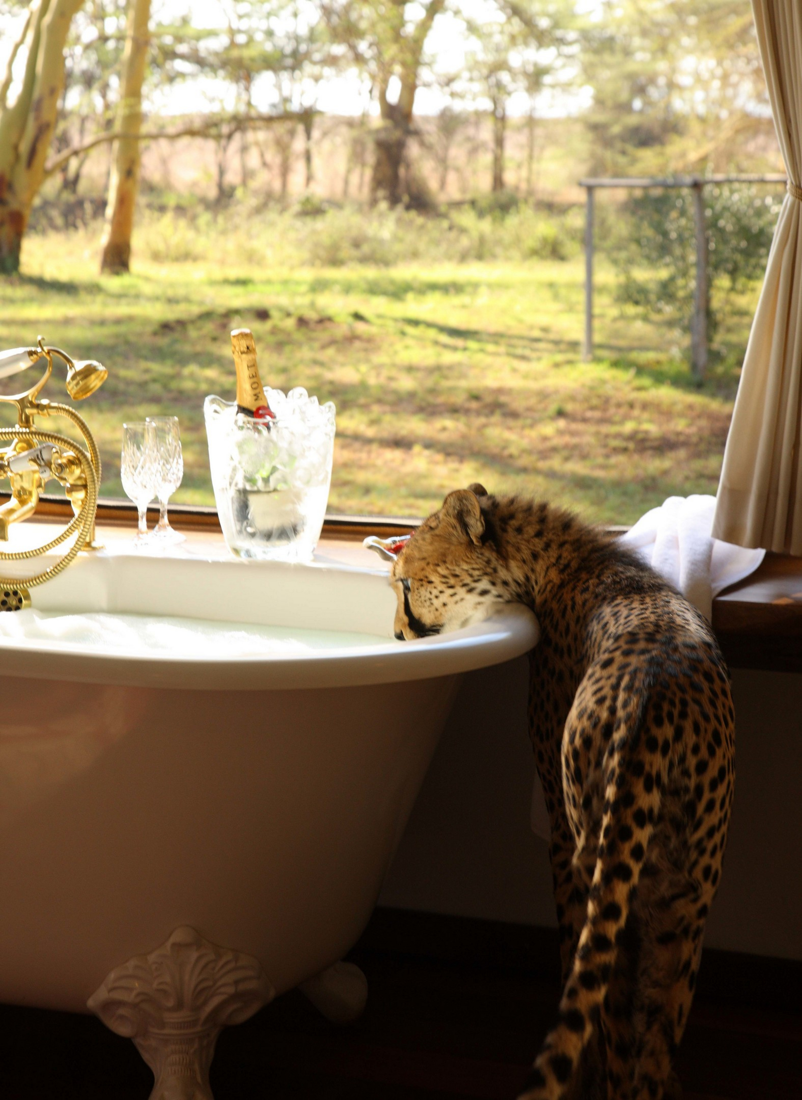 Sirikoi Lodge Sirikoi Lodge: Luxury Tent