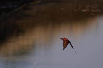 Sungani Lodge Sungani Lodge: Karminspint