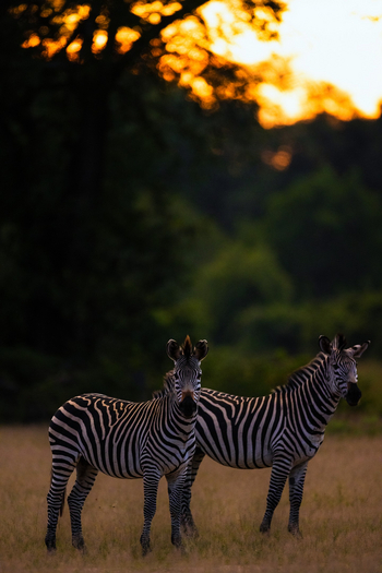 Sungani Lodge Sungani Lodge: Zebras