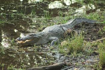 Svasara Jungle Lodge: Sumpfkrokodil