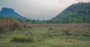 The Oberoi Vindhyavilas Wildlife Resort: Tiger auf Pirsch
