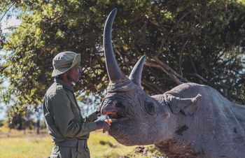 The River Camp: Gast füttert Nashorn im Morgenlicht