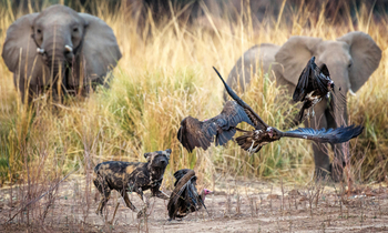 Vundu Camp Vundu Camp: Elefanten, Wildhund, Geier