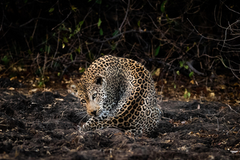 Vundu Camp Vundu Camp: Leopard