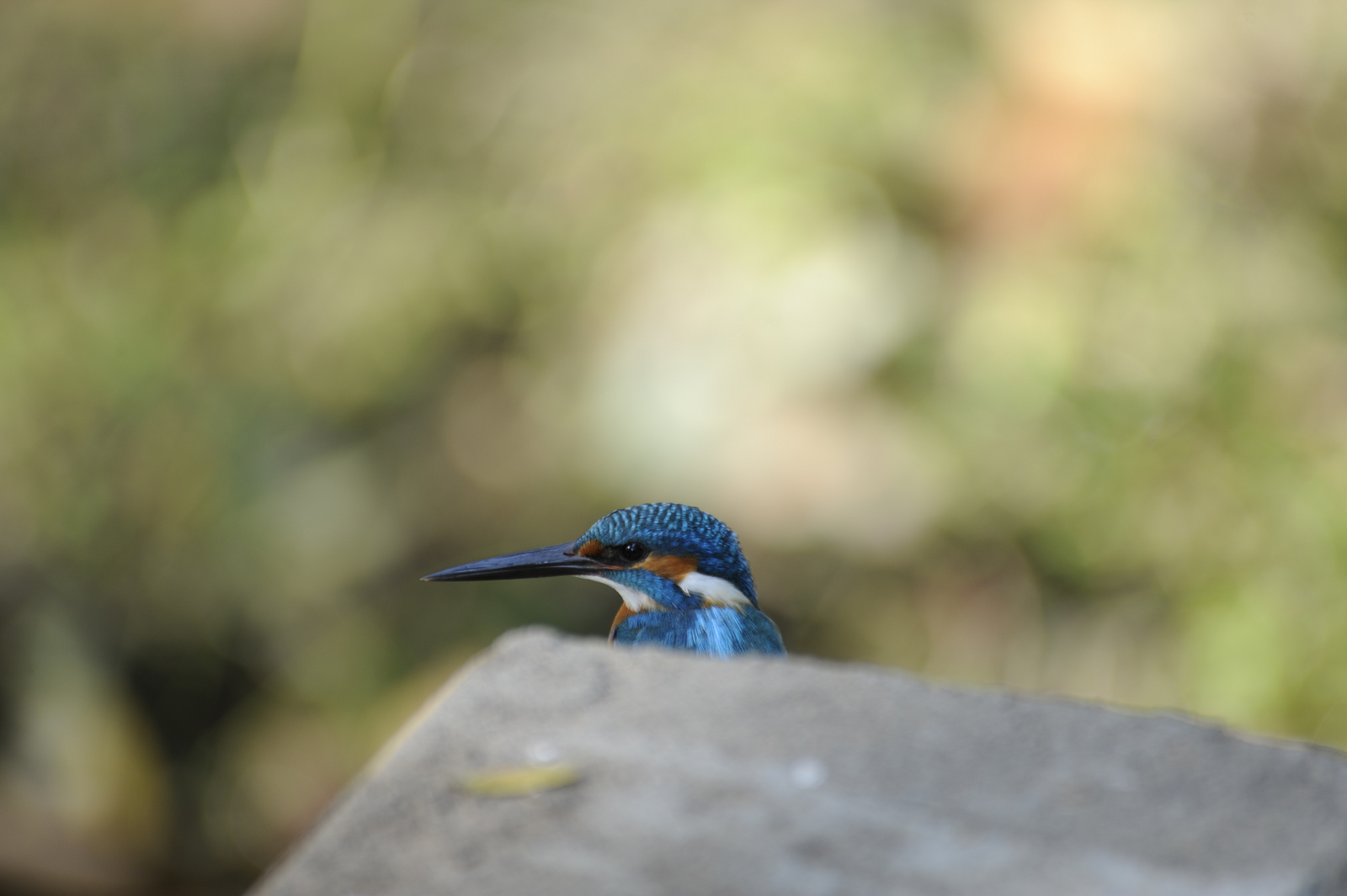 Bandhavgarh National Park Bandhavgarh National Park